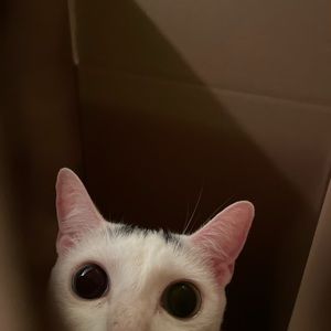 Meet your Posher, Eden